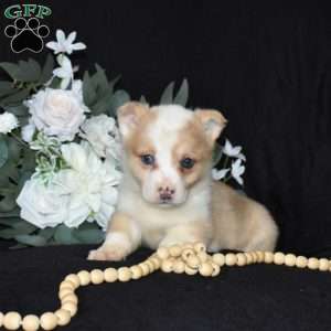 Sugar, Pembroke Welsh Corgi Puppy