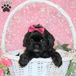 Sugar, Shih-Poo Puppy
