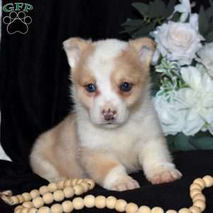 Sugar, Pembroke Welsh Corgi Puppy