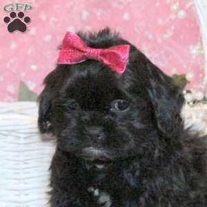 Sugar, Shih-Poo Puppy