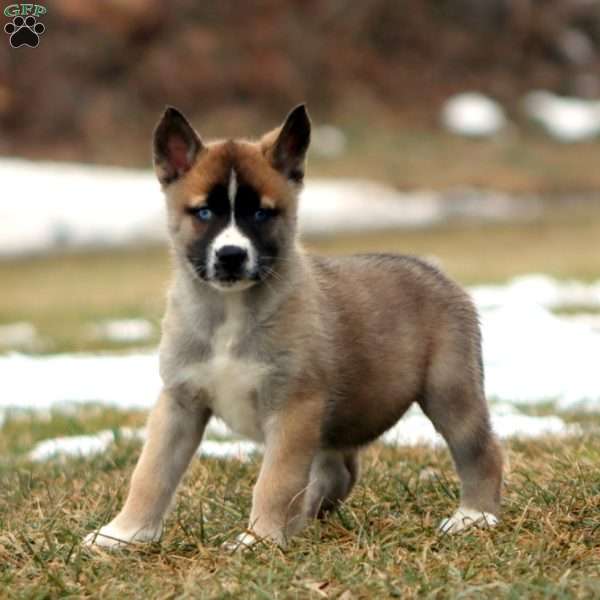 Sugar, Akita Mix Puppy