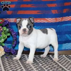 Sugar, Frenchton Puppy