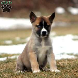 Sugar, Akita Mix Puppy