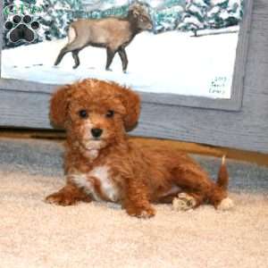 Sugar, Toy Poodle Puppy