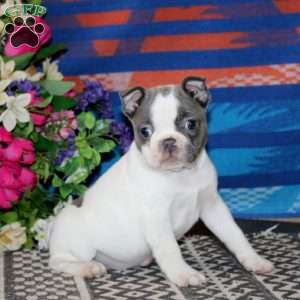 Sugar, Frenchton Puppy