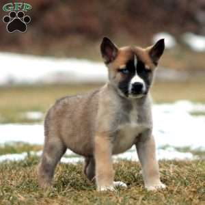 Sugar, Akita Mix Puppy