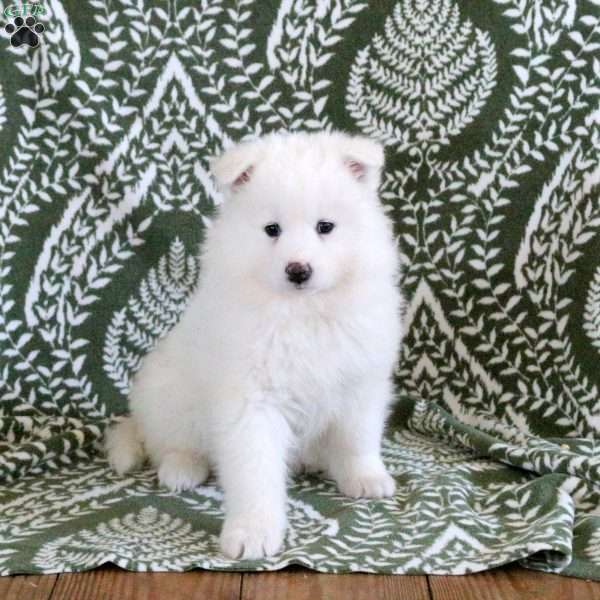 Sully, Samoyed Puppy
