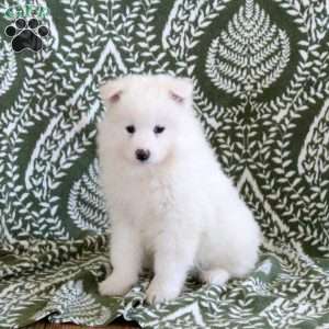 Sully, Samoyed Puppy
