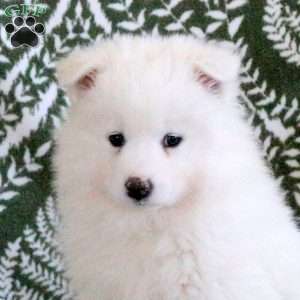 Sully, Samoyed Puppy
