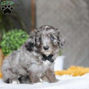 Summit, Australian Shepherd Mix Puppy