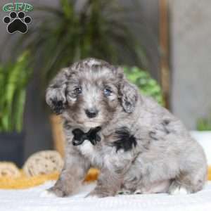 Summit, Australian Shepherd Mix Puppy