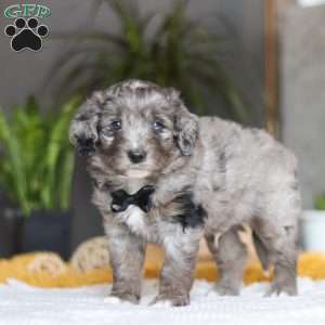 Summit, Australian Shepherd Mix Puppy