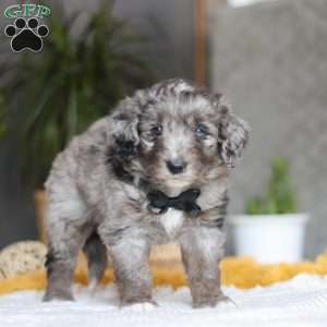 Summit, Australian Shepherd Mix Puppy