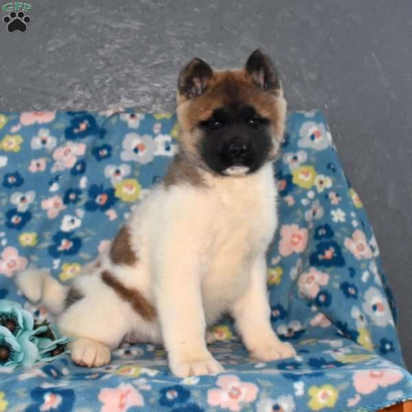 Summit, Akita Puppy