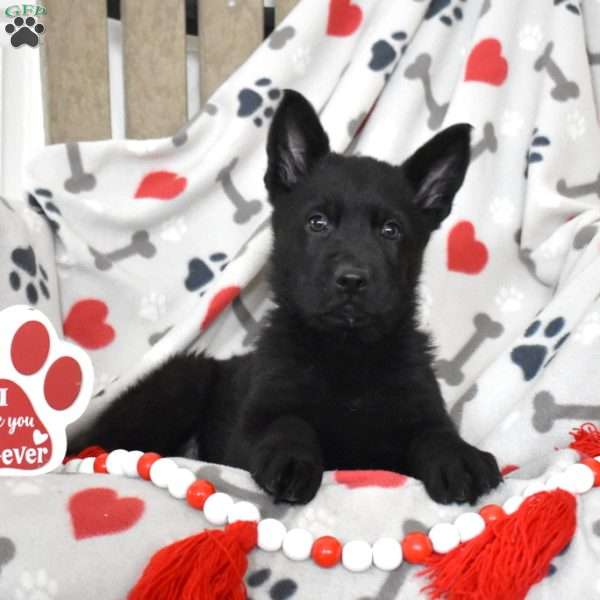 Summit, German Shepherd Puppy