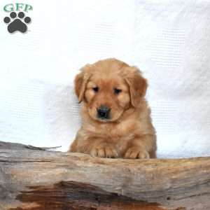 Summit, Golden Retriever Puppy