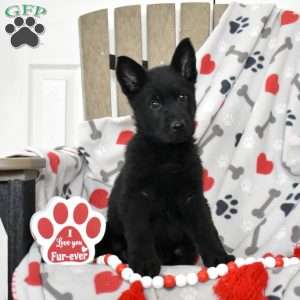 Summit, German Shepherd Puppy