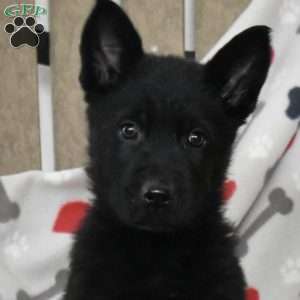 Summit, German Shepherd Puppy