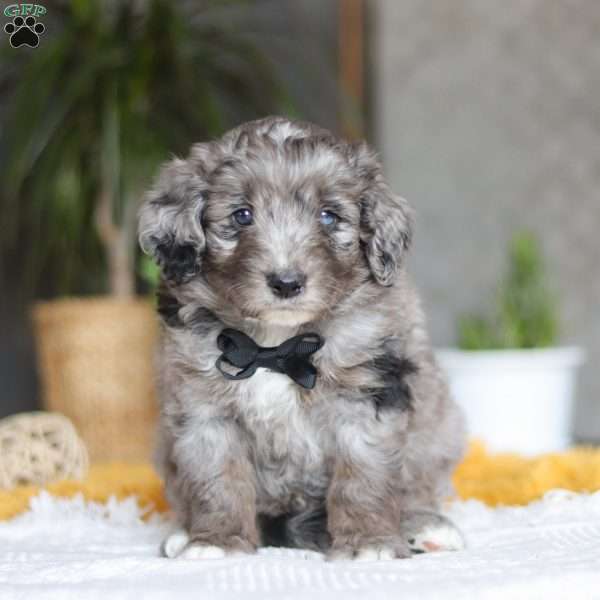 Summit, Australian Shepherd Mix Puppy