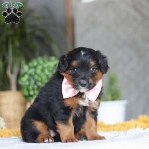 Sunset, Australian Shepherd Mix Puppy
