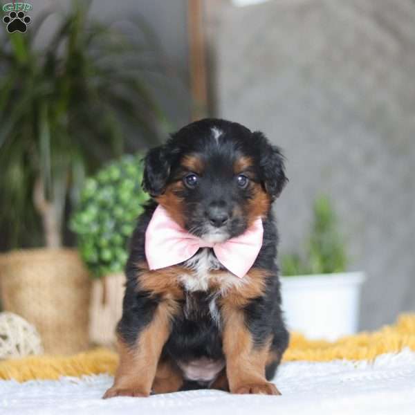 Sunset, Australian Shepherd Mix Puppy