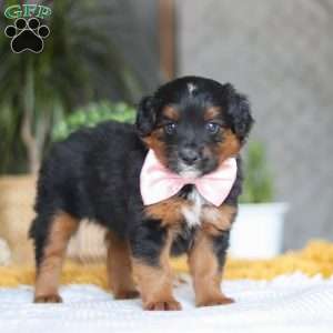 Sunset, Australian Shepherd Mix Puppy