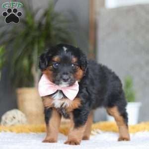 Sunset, Australian Shepherd Mix Puppy