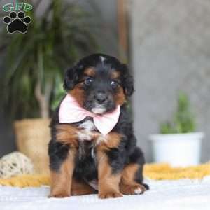 Sunset, Australian Shepherd Mix Puppy