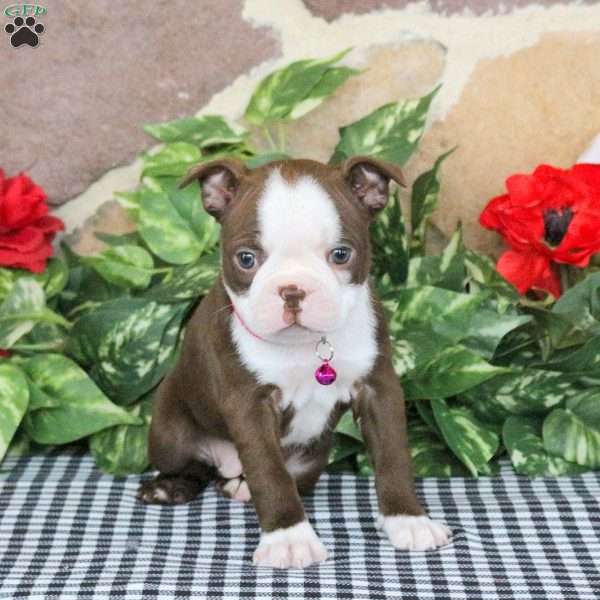 Sunshine, Boston Terrier Puppy