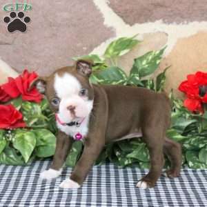 Sunshine, Boston Terrier Puppy