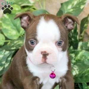 Sunshine, Boston Terrier Puppy