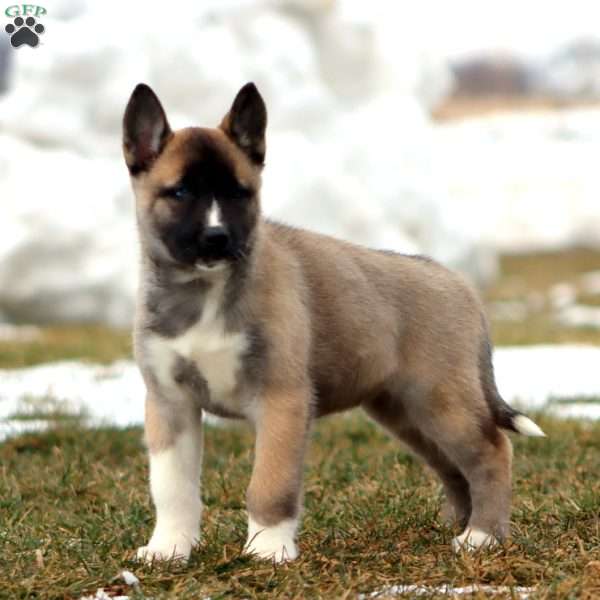 Suzy, Akita Mix Puppy