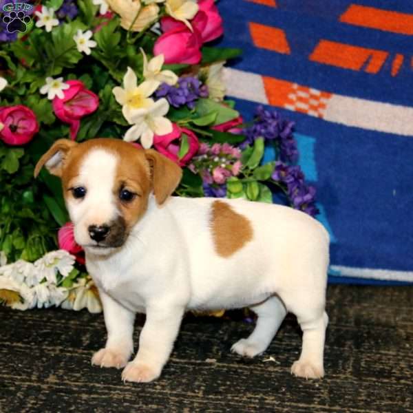 Suzy, Jack Russell Terrier Puppy