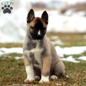 Suzy, Akita Mix Puppy
