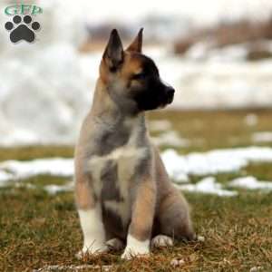 Suzy, Akita Mix Puppy