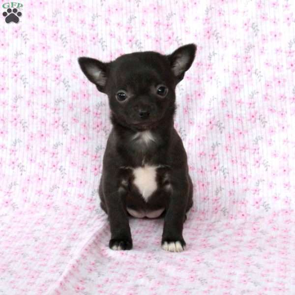 Sweet Sue, Chihuahua Puppy