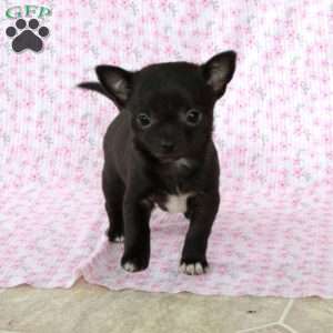 Sweet Sue, Chihuahua Puppy