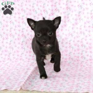 Sweet Sue, Chihuahua Puppy