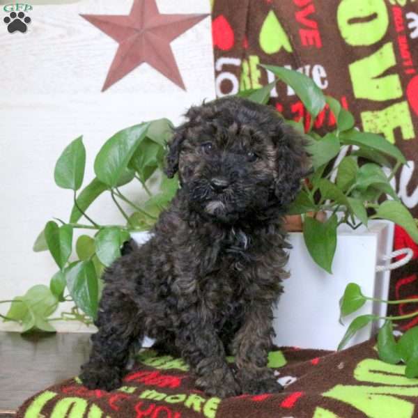 Sweetart, Miniature Poodle Puppy