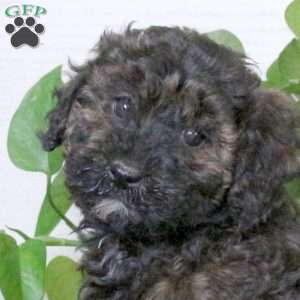 Sweetart, Miniature Poodle Puppy