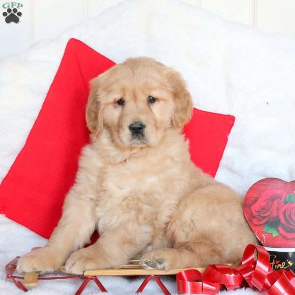 Sweetheart, Golden Retriever Puppy
