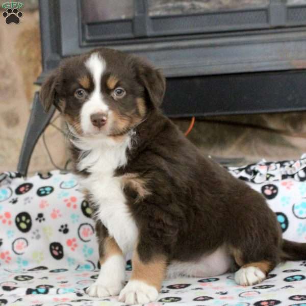 Sweetheart, Miniature Australian Shepherd Puppy