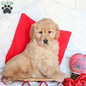 Sweetheart, Golden Retriever Puppy