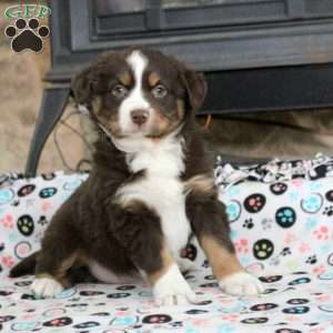 Sweetheart, Miniature Australian Shepherd Puppy