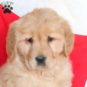 Sweetheart, Golden Retriever Puppy
