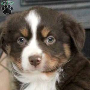 Sweetheart, Miniature Australian Shepherd Puppy