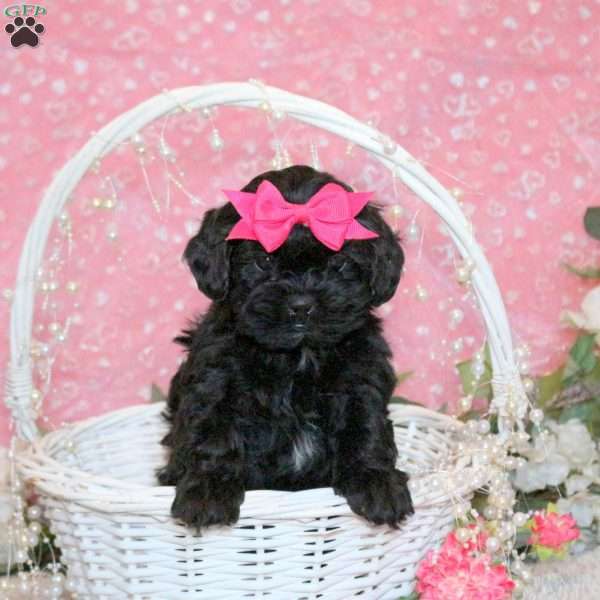 Sweetie, Shih-Poo Puppy