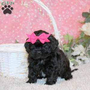 Sweetie, Shih-Poo Puppy