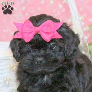 Sweetie, Shih-Poo Puppy