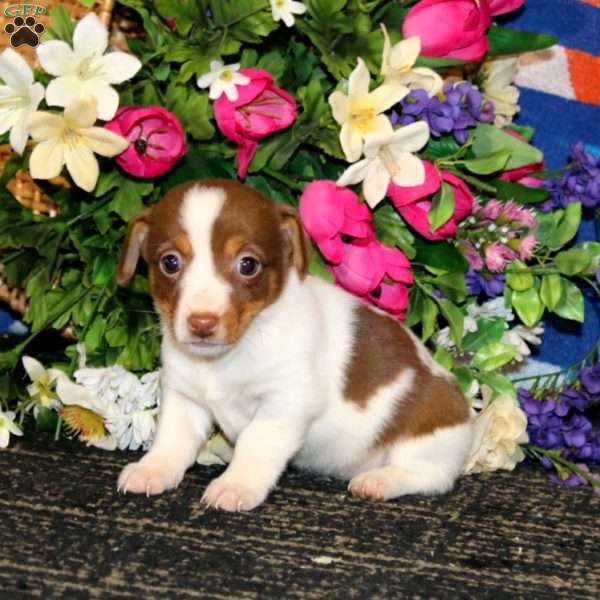 Sweets – Chocolate, Jack Russell Terrier Puppy